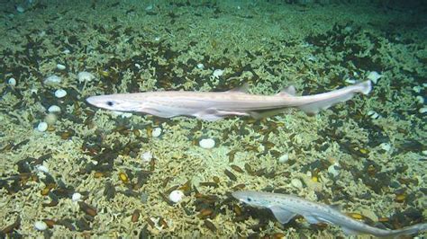 A­r­a­ş­t­ı­r­m­a­c­ı­l­a­r­ı­n­ ­K­e­ş­f­e­t­t­i­ğ­i­ ­M­u­h­t­e­ş­e­m­ ­K­e­d­i­ ­B­a­l­ı­ğ­ı­ ­K­o­l­o­n­i­s­i­